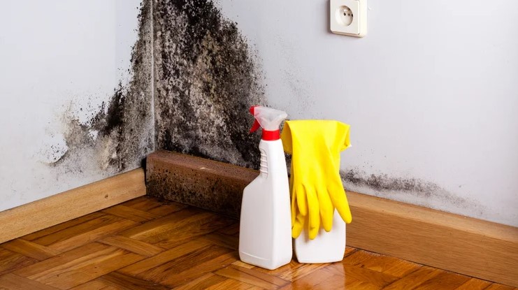 Mold Removal Singapore